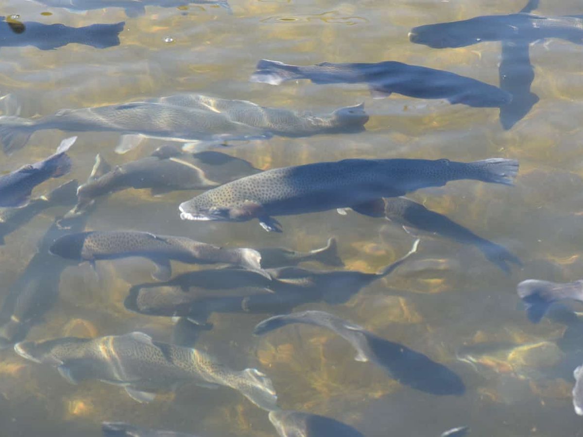 Shepherd of the Hills Fish Hatchery
